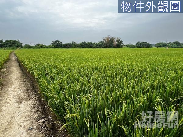 台南善化近庄頭有水電2.9分農地