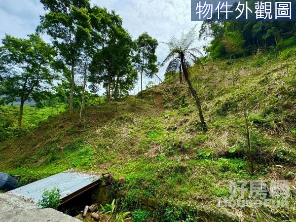 貓頭鷹當鄰居有水有電有平台美美林地			