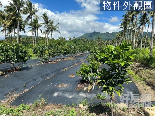 旗山月光隧道開心農場