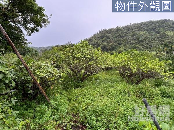 斑比山丘旁靠山好視野果園美農地