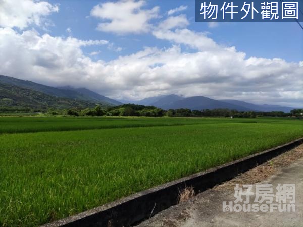 鳳林公園旁農地-休耕及小地主大佃農綠油油稻田