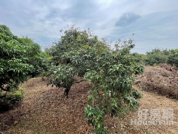 ★高雄內門★農場山坡保育地｜有水有電