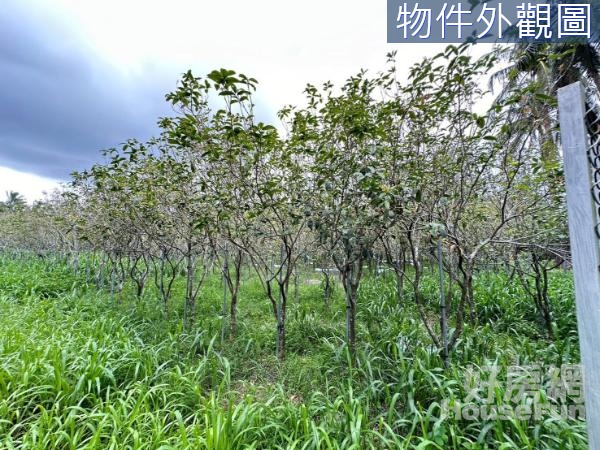 🐑復興幸福桂花飄香農地(D2)環境清幽適合退休