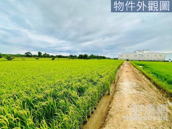 楊梅民富路黃金水稻穗農地