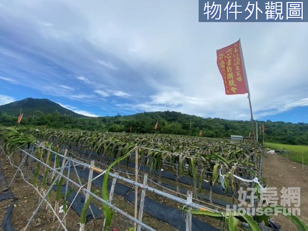 滿州3018坪火龍果園農場