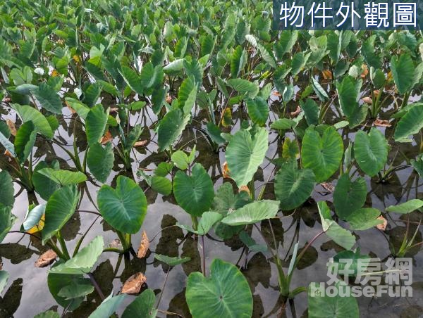 🌱吉安免填土風光明媚水源充足農地