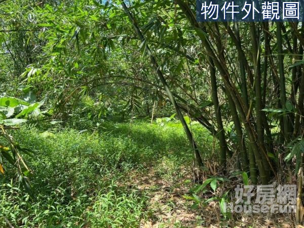 白河糞箕湖段平坦樂活方整竹林農地