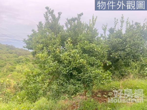 3382 橘子園 快樂當果農 農牧用地