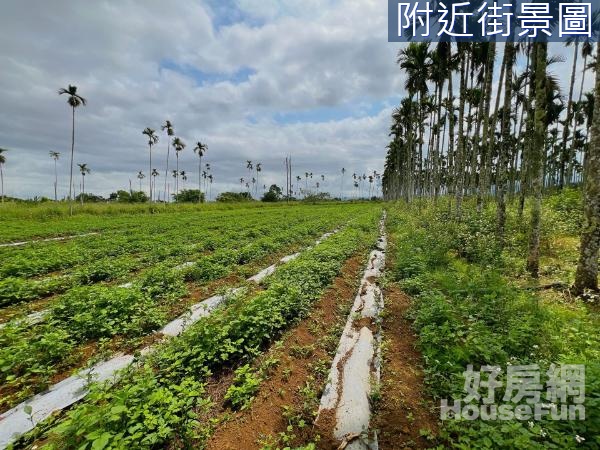 【專任】花蓮瑞穗舞鶴金萱茶園農地25F100