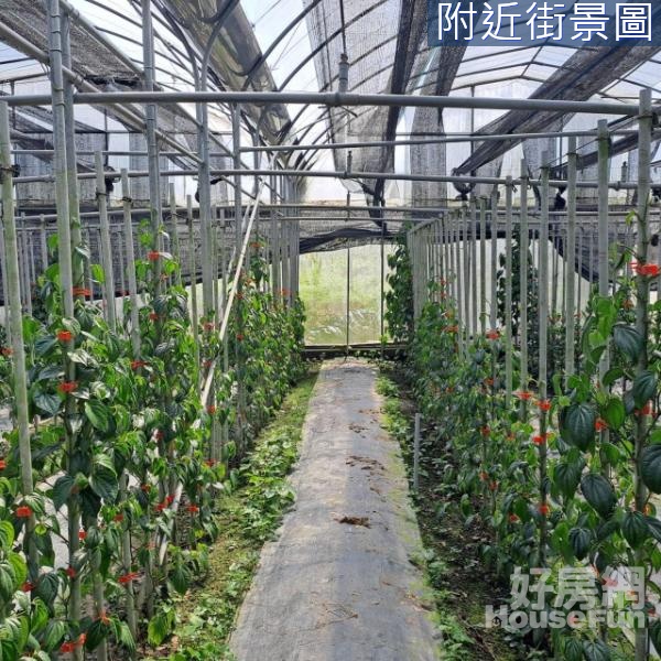 專任南投水里市區旁荖葉園溫室美農地