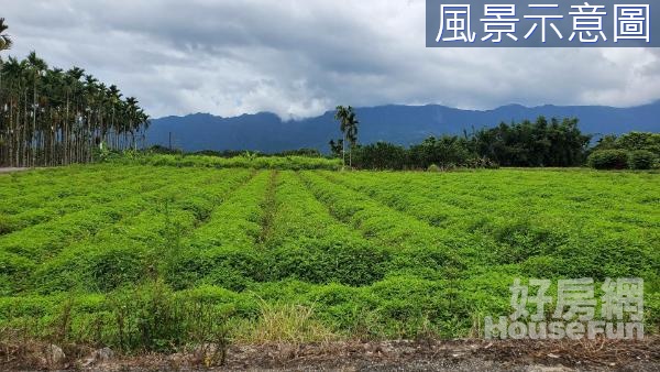 瑞穗舞鶴茶園平坦方正美農地14F171