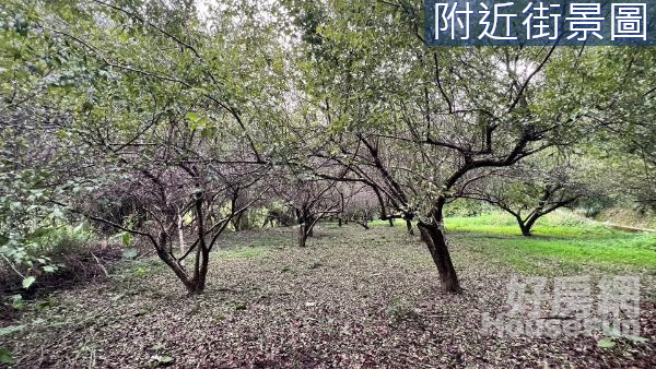 @東勢梅園景觀農地963坪