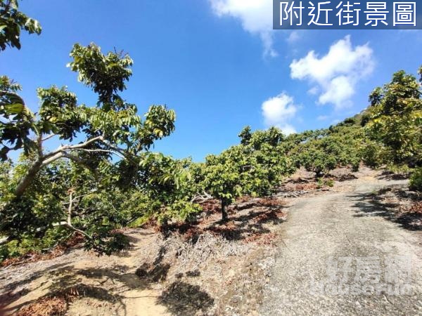 ⛳霧峰近國6臨象鼻路老欉龍眼園🌲狀元寶地🌲