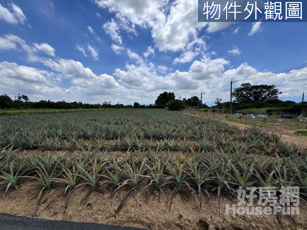 大樹水廠千坪農地。景觀鳳梨園