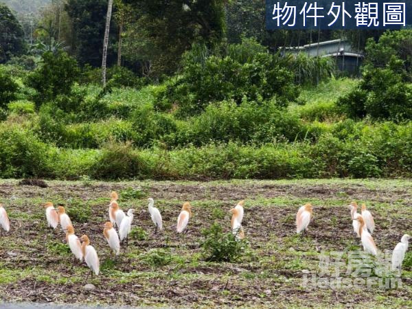 L640 光復鄉富豐段漂亮景觀美大農地