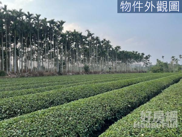 名間茶二指旁茶園風光平坦休閒美農地