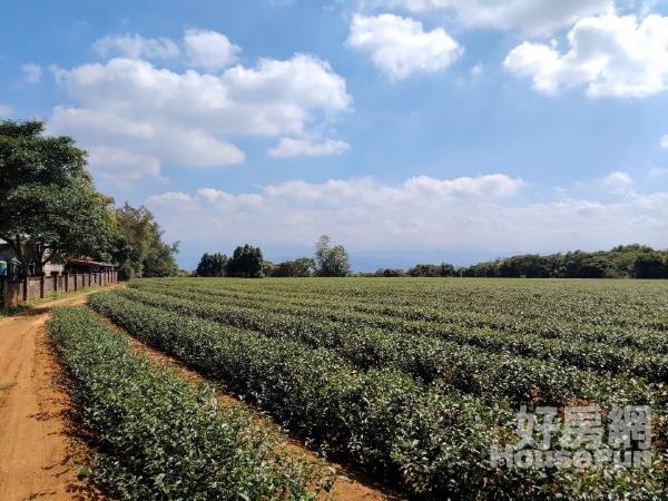 乳姑山大面積方正美農地