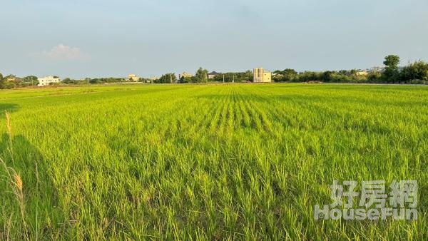 (綠865)新屋社子國小漂亮農地（一）