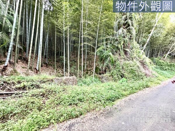 鹿谷大崙山銀杏森林海拔1100林地有8分地