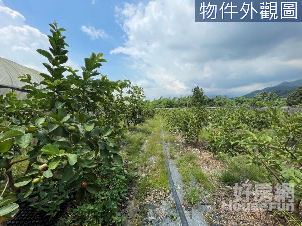 桶頭國小旁山林饗宴芭樂農場！蘭花園！可分割