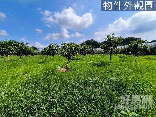 南瀛天文館旁西施芒果農地