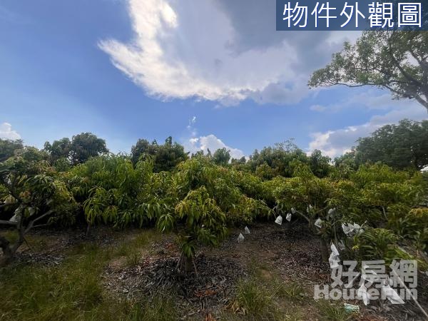 南化台三線正路邊開心芒果園(3.93分)