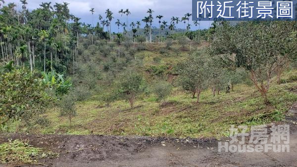 鳳林193高經濟小籽苦茶樹美景山坡地14F114