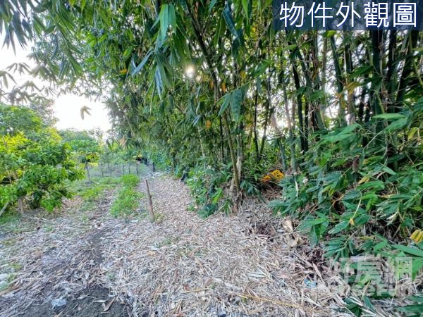 員山近市區大路旁茄苳林方正美農地