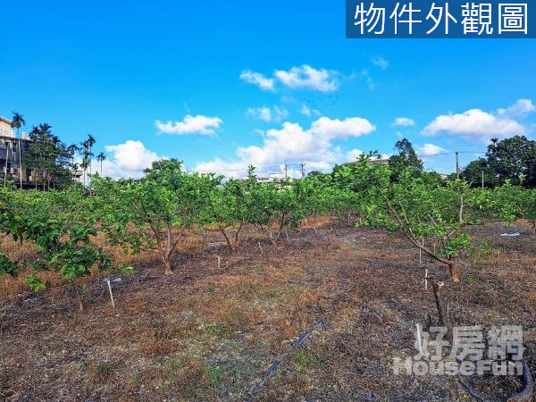 員山正枕山路邊1148坪芭樂園打造理想果園