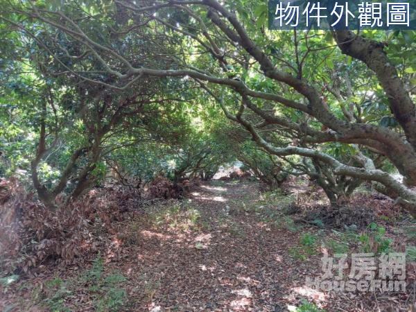 草屯土城方正大地坪荔枝園超美農地