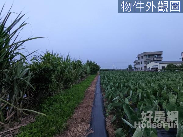 斗六市溝子埧段柴裡小段近綠色隧道果園農地