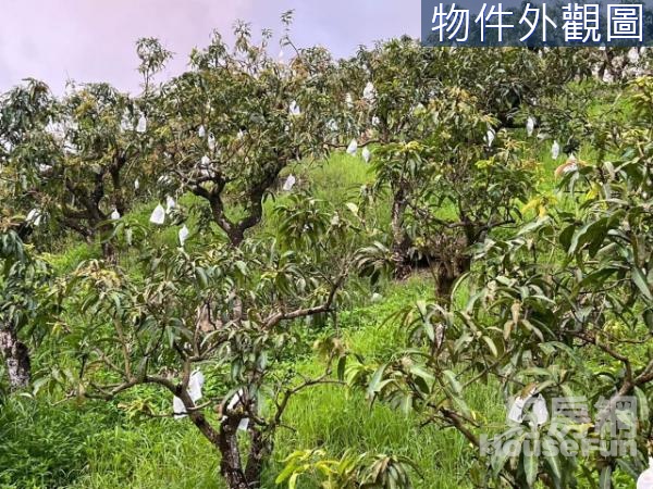 玉井山坡地豐碩芒果園地(C)