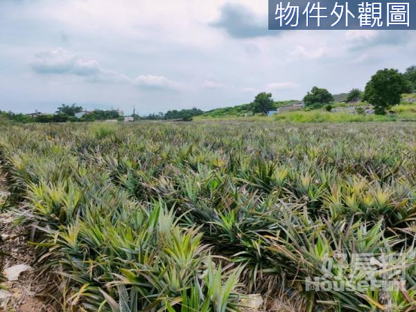 大樹鳳梨田