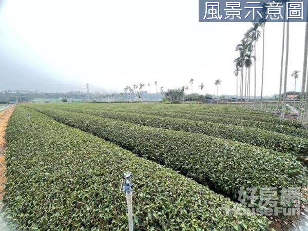 南投名間竹圍村10.4分農地平坦茶園、果園