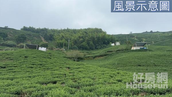 嘉義竹崎茶園農地2