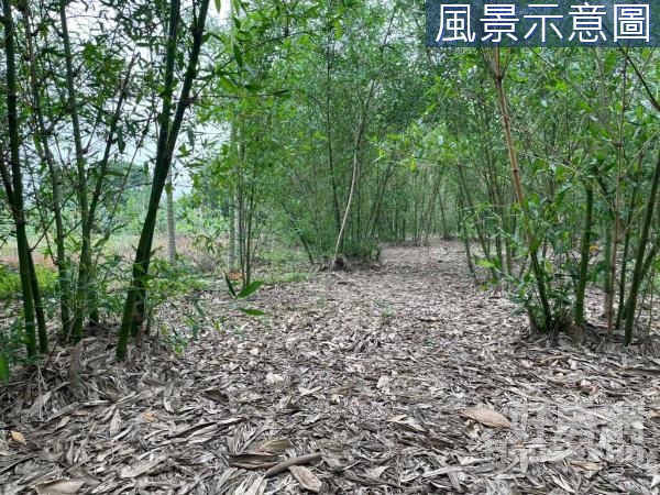 雲林古坑新光國小農地