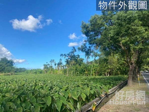 🌲南華小鎮吉安路正路邊足坪漂亮美農地🌲