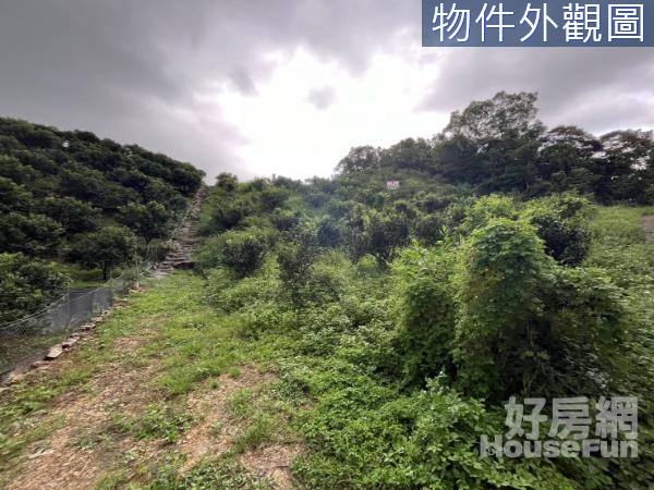 員山鄉內湖一段山坡地保育區種植金棗1572坪農牧