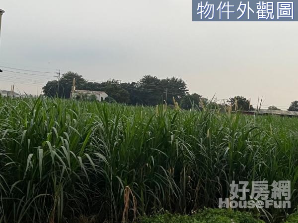 『紅豆的故鄉』- 屏東萬丹鄉前後臨路大坪數農地