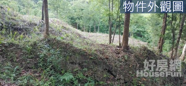 專東眼山近綠光森林臨路漂亮原保地