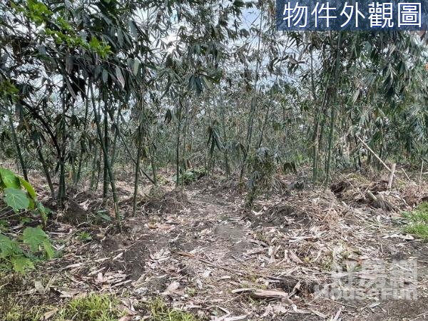 員山公園旁未開闢漂亮環境優美建地