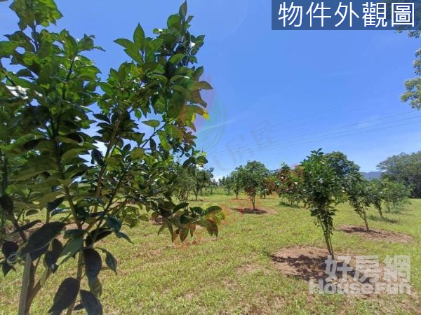 【專】香噴噴桔橙小農地－瑞穗有巢 B202