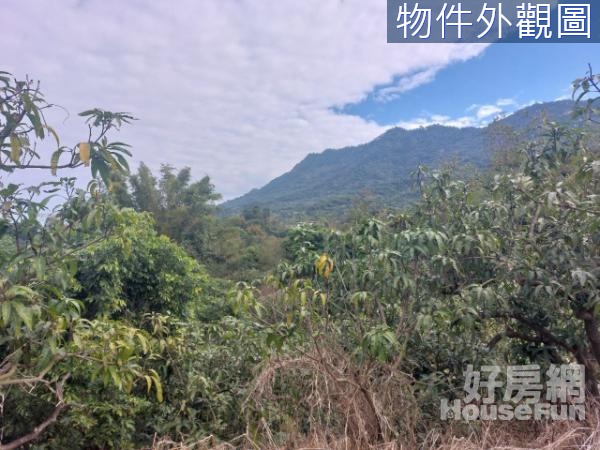 (專)台南南化東和約8.3分芒果園農地